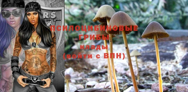 прущие грибы Горно-Алтайск